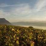 Les notes du millésime 2018 en Champagne