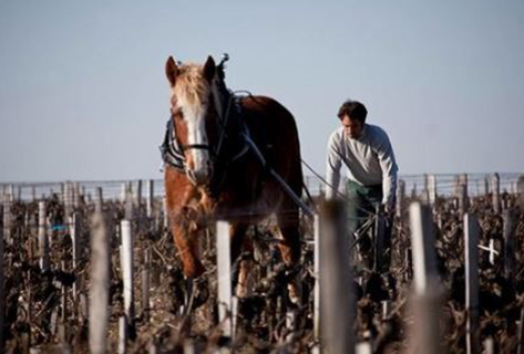 Château Latour labour cheval