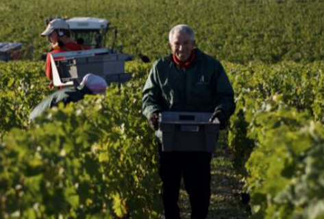 Château Latour vendanges