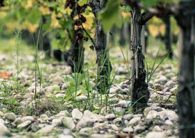 Chateau Poujeaux Vignes Bordeaux