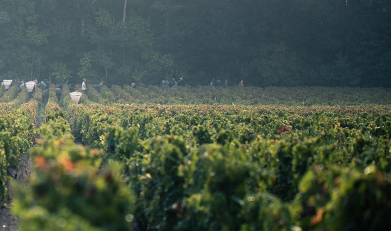 Château Poujeaux vendanges