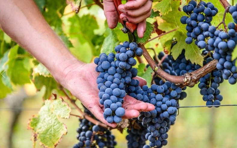 Arnaud Lambert Saumur vignes