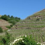 Des côte-rôtie puissantes et de caractère au domaine Levet