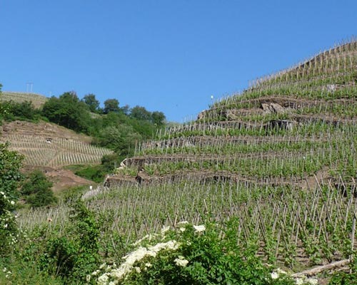 Lire la suite à propos de l’article Des côte-rôtie puissantes et de caractère au domaine Levet