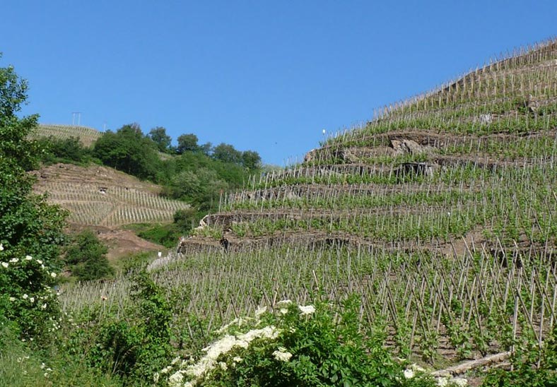 Domaine-levet-vignes