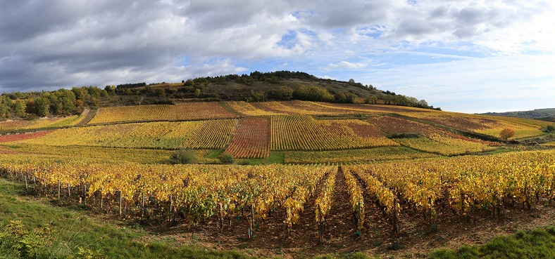 Hubert Lamy Saint-Aubin vignes