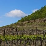 Le domaine des Vignes Oubliées | A la rescousse de pieds voués à l’abandon