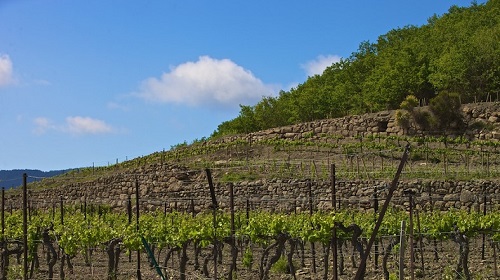 Lire la suite à propos de l’article Le domaine des Vignes Oubliées | A la rescousse de pieds voués à l’abandon