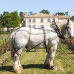 Château Troplong-Mondot : l’excellence bordelaise