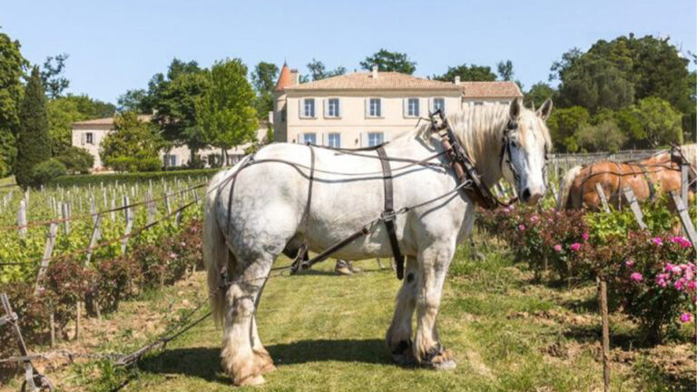 Lire la suite à propos de l’article Château Troplong-Mondot : l’excellence bordelaise