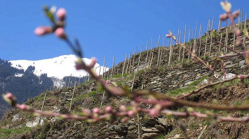 Lire la suite à propos de l’article Domaine des Ardoisières : le porte-étendard de la Savoie