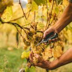 Les cépages “oubliés” des grands vignobles français