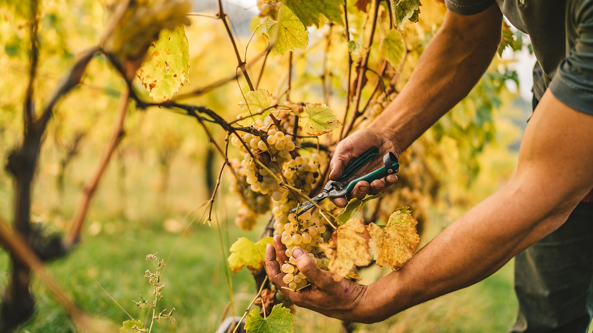 Lire la suite à propos de l’article Les cépages “oubliés” des grands vignobles français