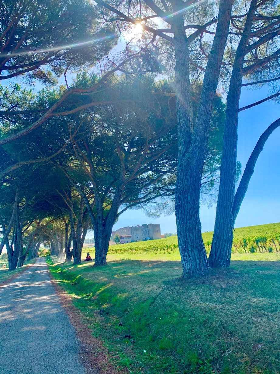 déjeuner au Château de Fargues  iDealwine  vignobles