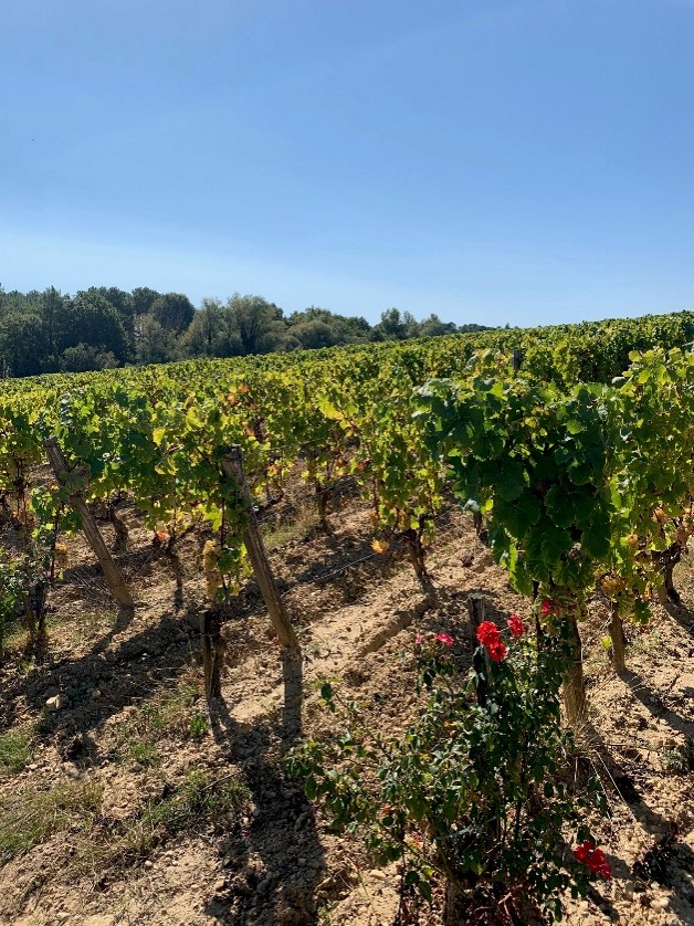 déjeuner au Château de Fargues  iDealwine vignes roses