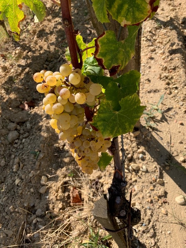 déjeuner au Château de Fargues  iDealwine raisin