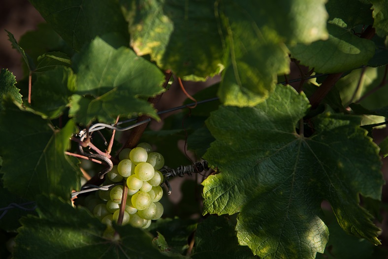 bourgogne 2017 ou 2018 vigne