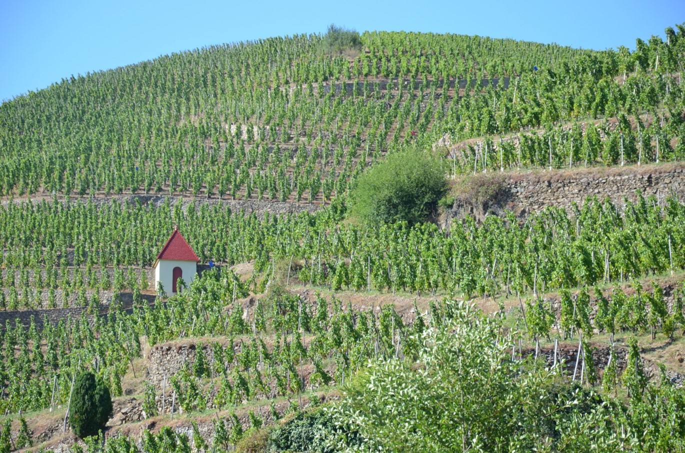 Côte Rotie idealwine