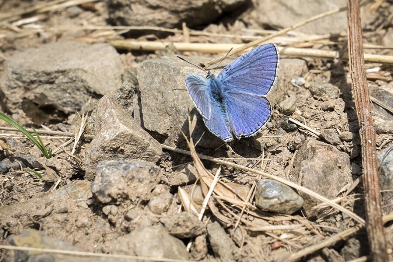 papillon belargus Anjou noir