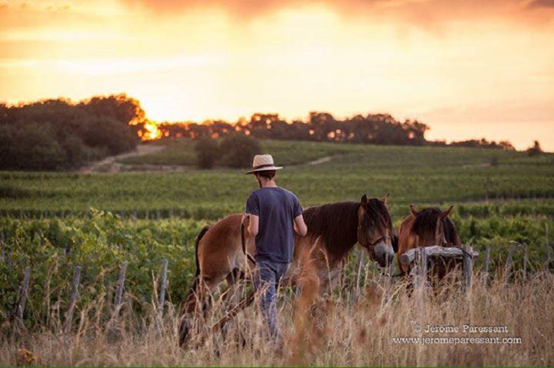 Domaine des Roches Neuves