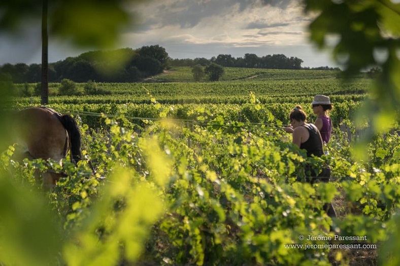 Domaine des Roches Neuves