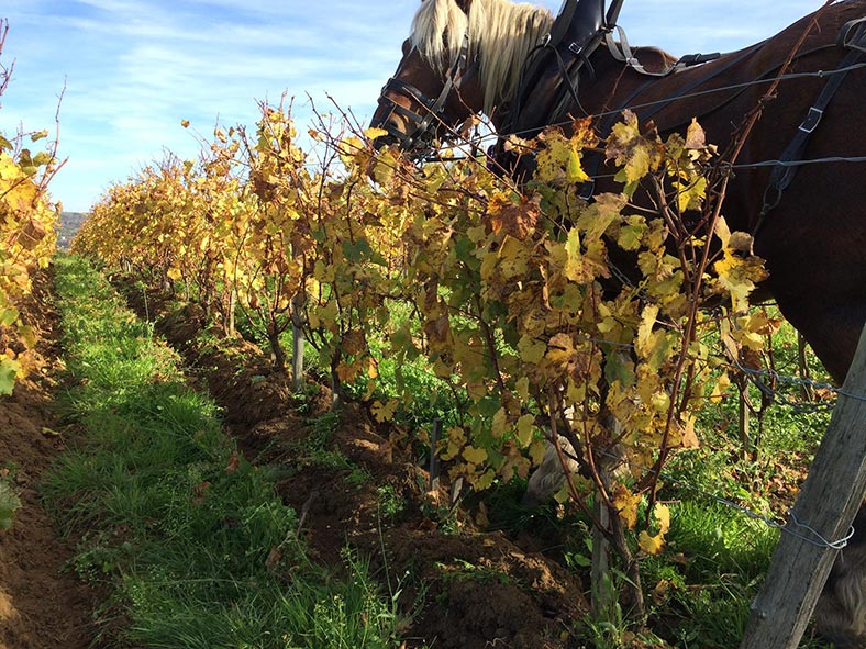 Domaine-Stephane-Tissot-Jura-cheval