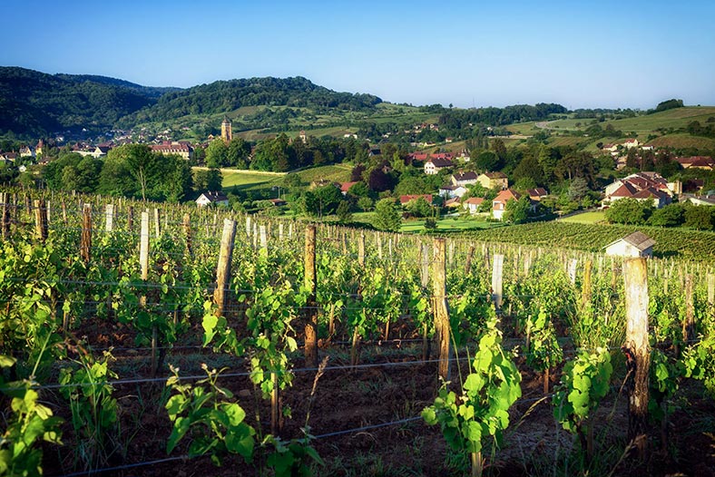 Domaine-Stephane-Tissot-Jura-vignes