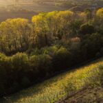 Domaine Belargus – La renaissance angevine : vins de lieux et viticulture de précision
