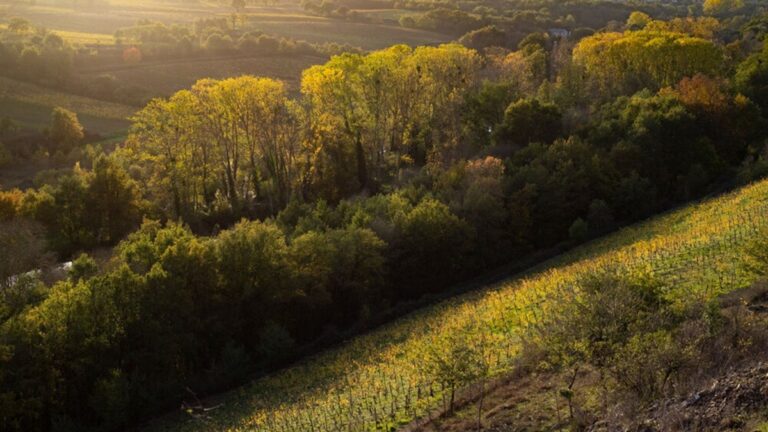 Lire la suite à propos de l’article Domaine Belargus – La renaissance angevine : vins de lieux et viticulture de précision
