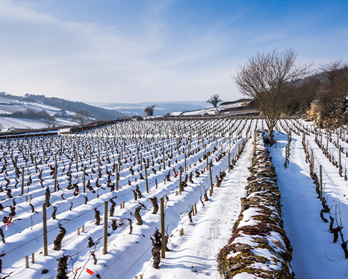 Lire la suite à propos de l’article Bourgogne | Le match des grandes appellations