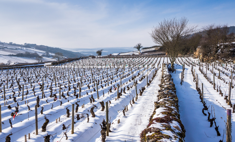 bourgogne match appellations