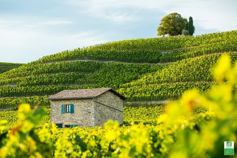 Caroline Frey Paul Jaboulet Aîné Rhône Nord iDealwine vignes 