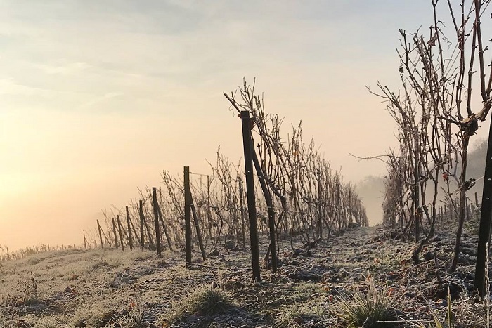 Larmandier Bernier vignes en hiver