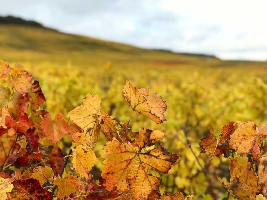 champagnes-larmandier-bernier-feuilles de vignes