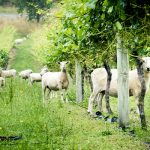 Les coups de cœur bio et biodynamiques d’iDealwine