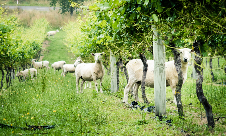 Moutons vignes 