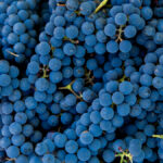 Comment fait-on du vin ?