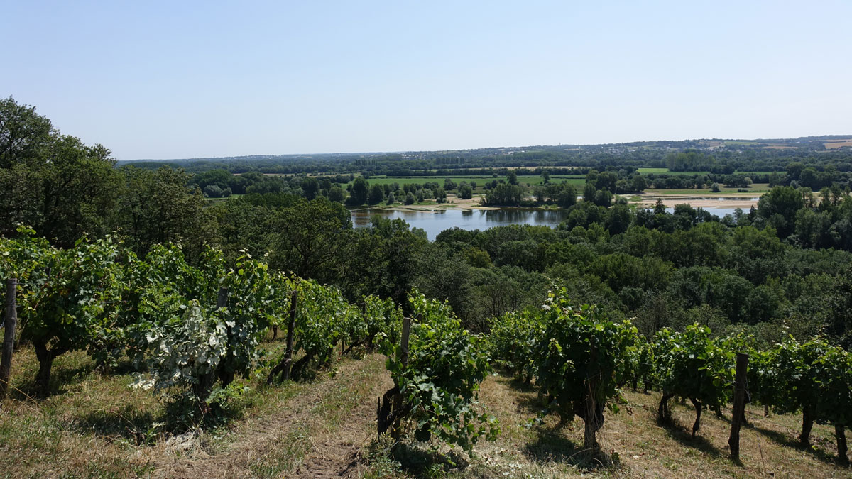 Lire la suite à propos de l’article Clos de La Coulée de Serrant : « Un grand terroir n’a besoin d’aucun artifice »