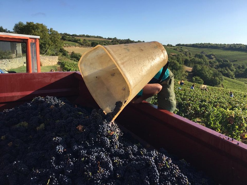 Vendanges Domaine Alain Gras Saint-Romain