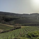 Les étoiles du vignoble jurassien – Partie 1 (Tissot, La Borde, La Loue, Philippe Châtillon)