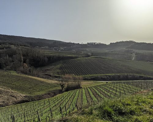 Lire la suite à propos de l’article Les étoiles du vignoble jurassien – Partie 1 (Tissot, La Borde, La Loue, Philippe Châtillon)