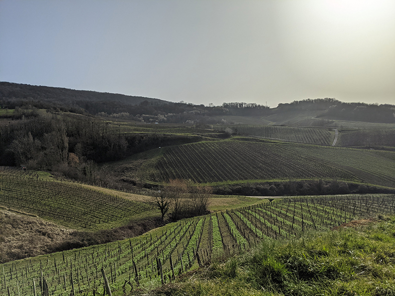 iDealwine-Jura-1 étoiles du vignoble Jura iDealwine 1