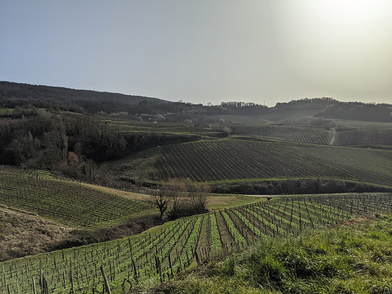 étoiles du vignoble Jura iDealwine 1 