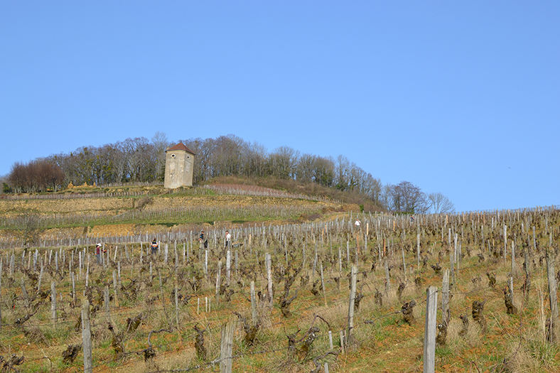 iDealwine-Jura-Tissot-vignes iDealwine-Jura-Tissot-vignes
