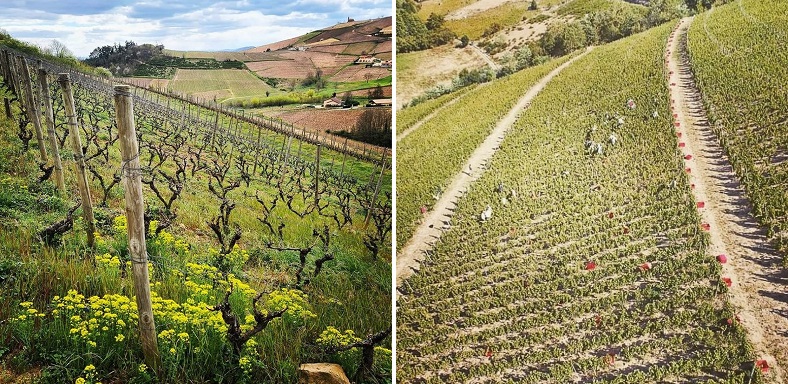 Fleurie "Roche Guillon" domaine de Fa