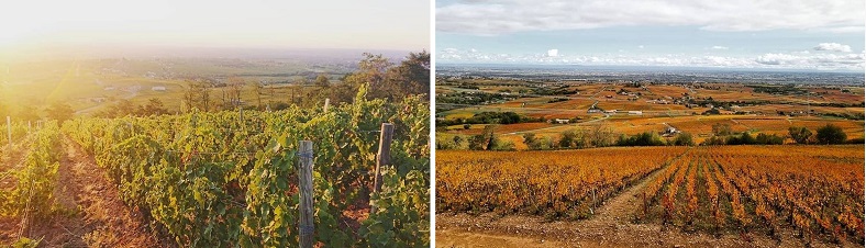 Saint-Amour domaine de Fa