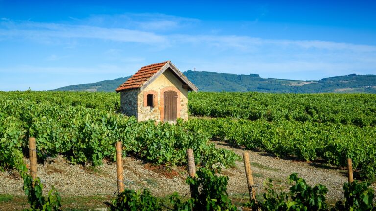 Lire la suite à propos de l’article Domaine Jean Foillard | Des morgons « nature » au sommet du Beaujolais