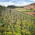 Domaine de Fa | L’aventure beaujolaise de la famille Graillot