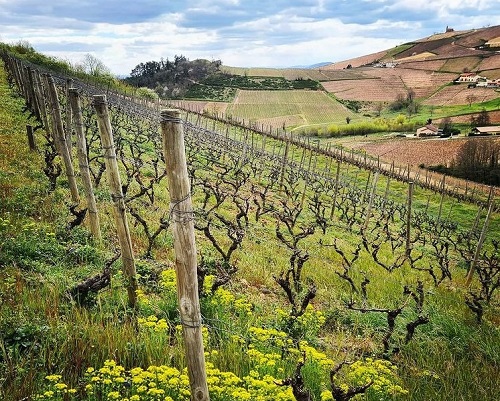 Lire la suite à propos de l’article Domaine de Fa | L’aventure beaujolaise de la famille Graillot