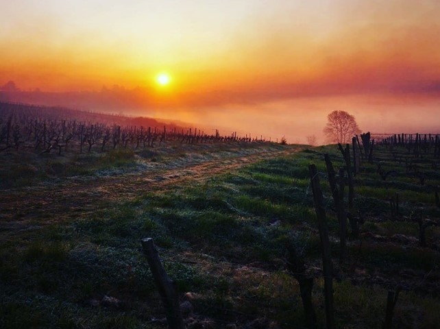 Printemps 2021 iDealwine Etat des lieux et témoignages du gel dans les vignobles 11